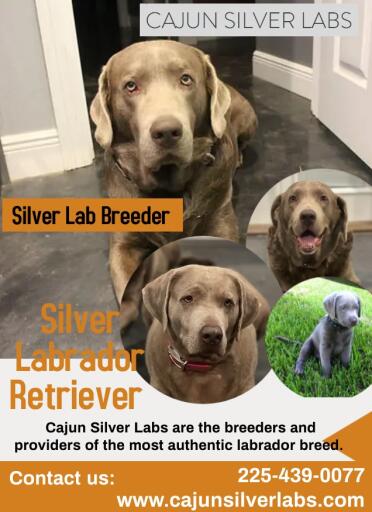 Silver Lab Breeder in Louisiana | Cajun Silver Labs