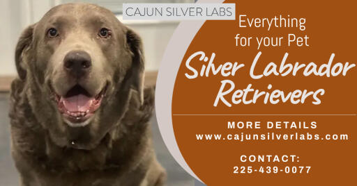Silver Labrador Retriever in Louisiana: Facts, Color Controversy, Origin