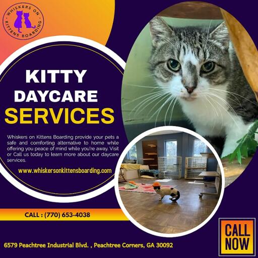 Find The Best Kitty Daycare In Georgia At An Affordable Price