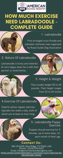 How Much Exercise need Labradoodle Complete Guide