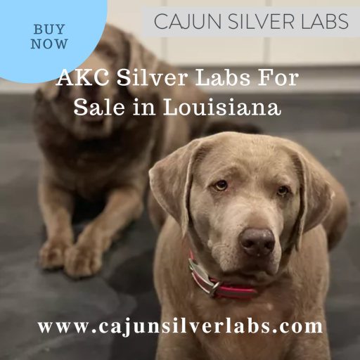 Buy Top Quality AKC Silver Labs For Sale in Louisiana | Cajun Silver Labs