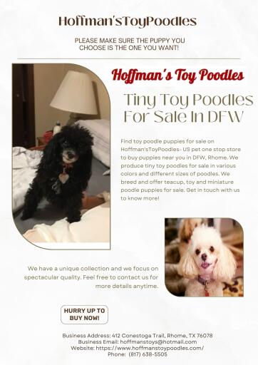 Tiny Toy Poodles For Sale In DFW, Rhome | Hoffman'sToyPoodles