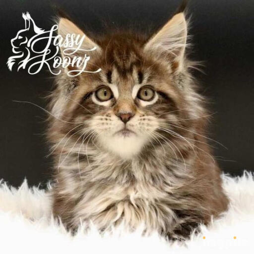 sassykoonz maine coon cats for 1 d0862e54 wo9c