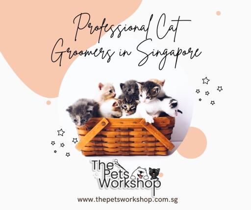 Pet Grooming singapore