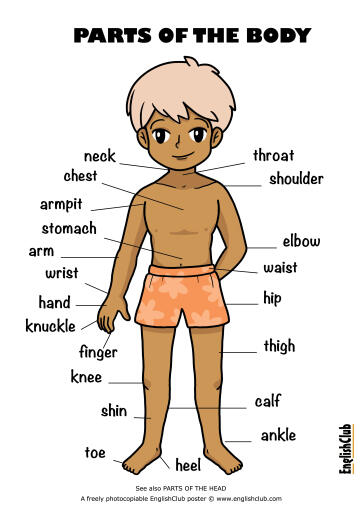 Body Parts with names