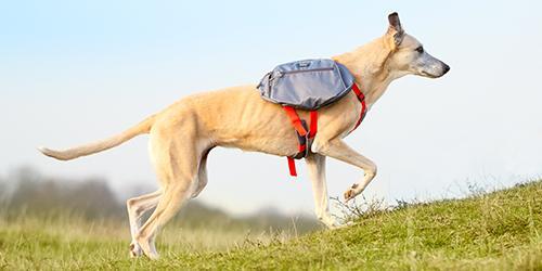 Dog Backpack Harness