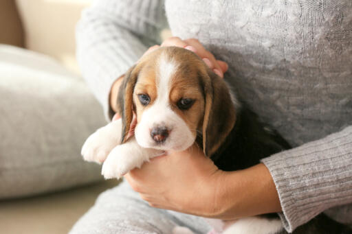 Caring Tips for your loving pets