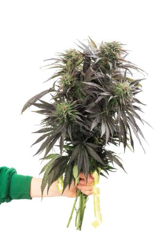 букет конопли в руке цветках марихуаны идее и концепции 149774807