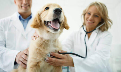 The Best Vets for your furry friend