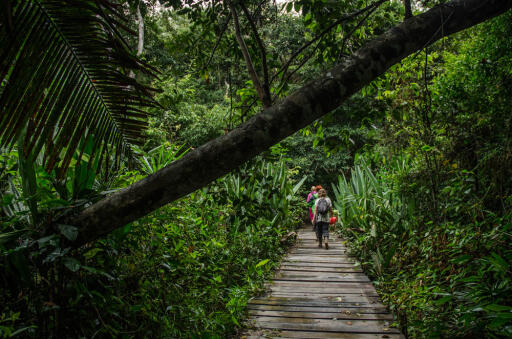 Jungle Travel Monte Amazonico Tour