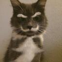 Not only is this cat dapper as fuck, it also has an upvote on its chest