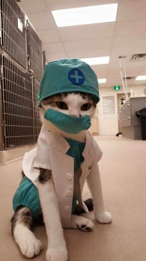 Dr cat will see you now.