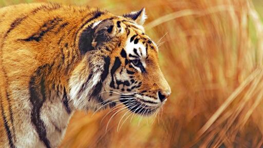 Tiger wild animal Ultra HD Wallpaper