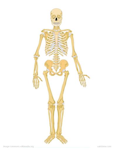 human skeleton for labeling