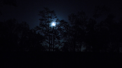 Lovely moonlight shining at night 3840x2160 nature sky tree night moon moonlit night 10158 UHD 4K Wa