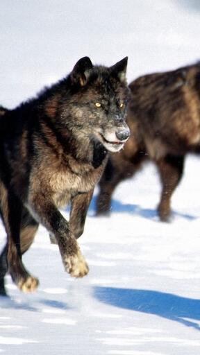 High Definition Wolves wolves hunt snow dogs predators 66625 2160x3840 Awesome Smartphone Wallpaper