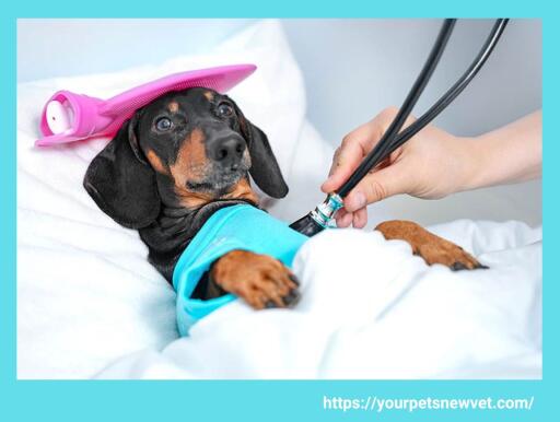 How to maintain the health of pets