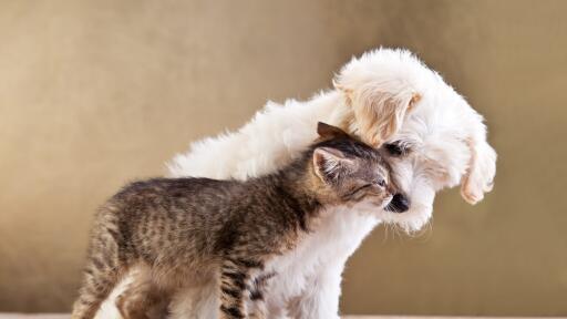 Puppy kitten friends animals caring tenderness 93618 3840x2160 Wallpaper