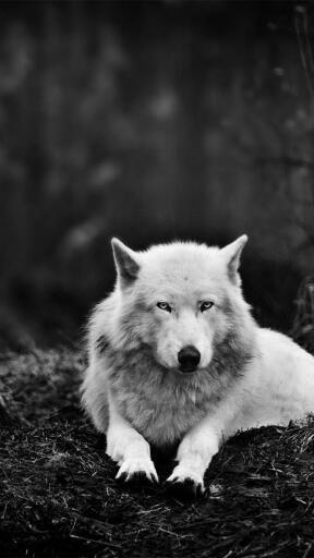 High Definition Wolves 1080x1920 monochrome forest nature wolf 3488 Awesome Smartphone Wallpaper