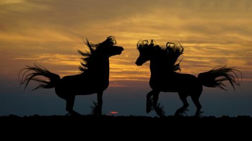 Horses horses silhouette animal orange sunset couple black horse animale gallery 736x414