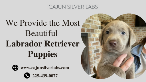 Shop Labrador Retriever Puppies in Louisiana | Cajun Silver Labs