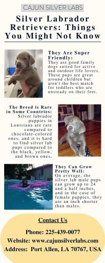Silver Labrador Retrievers Things You Might Not Know