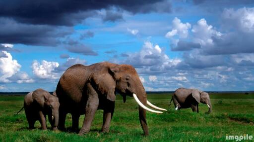 Elephants meadow sky animals ultra 3840x2160 hd wallpaper 158457