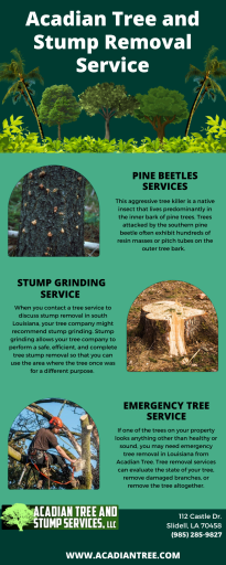 Tree Removal Picayune | Acadian Tree and Stump Removal Service