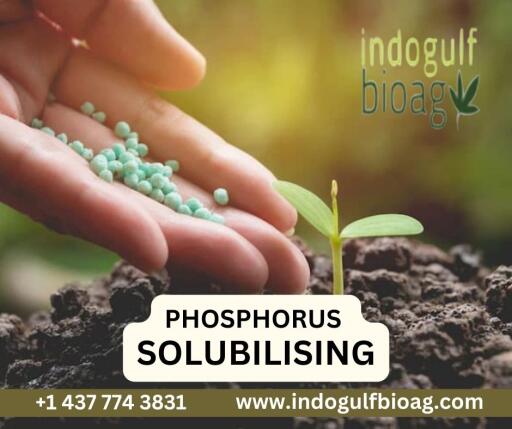Boost Your Crop Production With Our Powerful Phosphorus Solubilising Formulas!