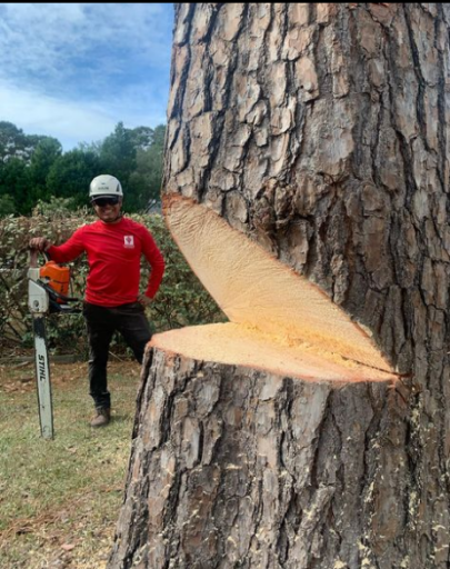Tree Removal Charleston SC