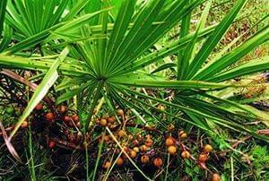 Uses of Saw Palmetto Extract