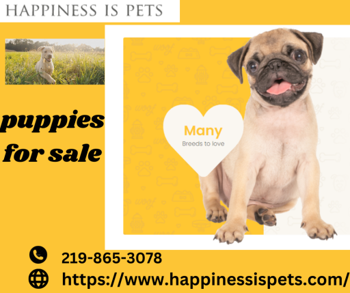 Best Quality Puppies For Sale : Happinessispets