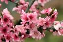 apple tree bright spring pink flowers petals blossoms tender 5184x3456