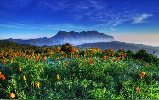 Awesome picture of Landscape Earth world earthporn chiang dao thailand a field of flowers in front o
