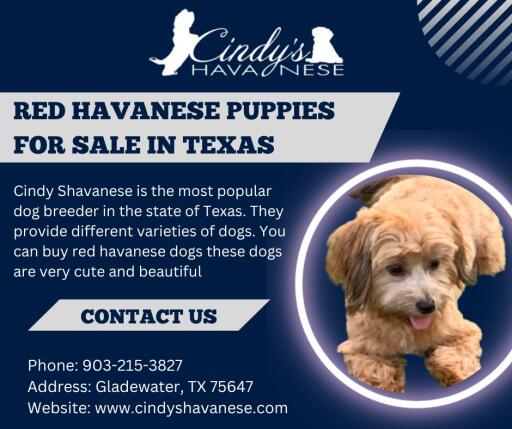 Red Havanese Puppies For Sale In Texas