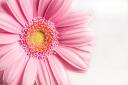flower 4217867 340