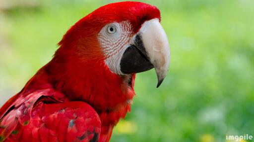 Beautiful bird red parrot Amazon jungle Download Ultra HD Desktop Wallpaper