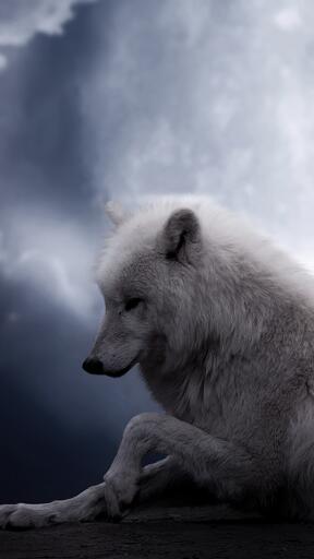High Definition Wolves wolf moon lie predator 75803 1080x1920 Awesome Smartphone Wallpaper