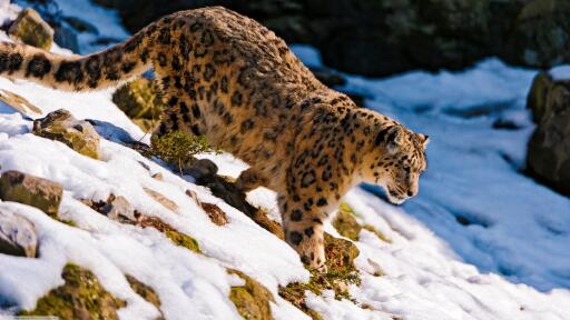Leopard going down the snow hill