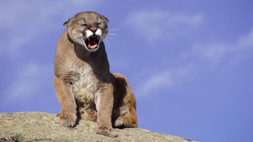 3840x2160 cougar animals yawning cougar 171