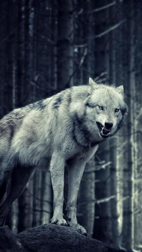 High Definition Wolves 421324 Awesome Smartphone Wallpaper