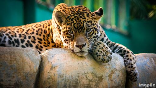 Leopard taking rest and posing for the camera Ultra HD Animal Wallpaper