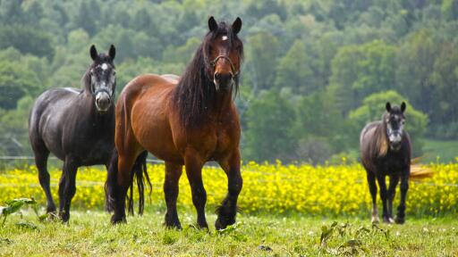 Black and Brown Horses UHD