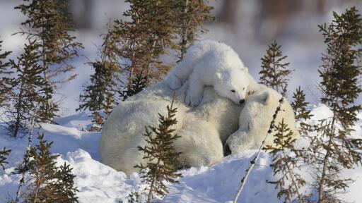 3840x2160 snow baby animals animals polar bears 4792