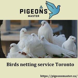 Birds netting service Toronto