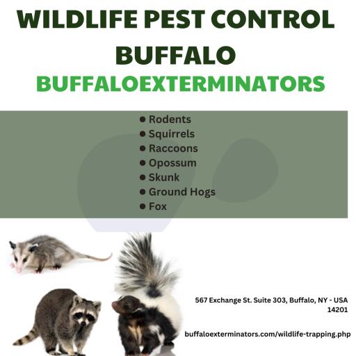 Buffalo NY Wildlife Control Animal Exterminator