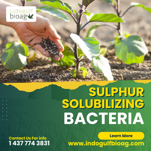 Unlocking Soil Nutrients With Sulphur Solubilizing Bacteria