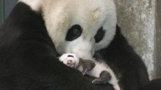 Giant Panda (Ailuropoda melanoleuca) mother and her cub at the China Conservation and Research Cente