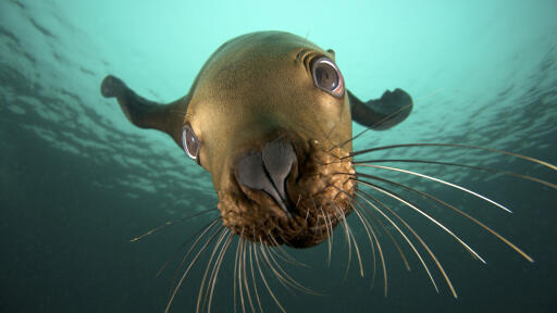 Canada, British Columbia, Hornby Island, Steller sea lion (Eumetopias jubatus) underwater