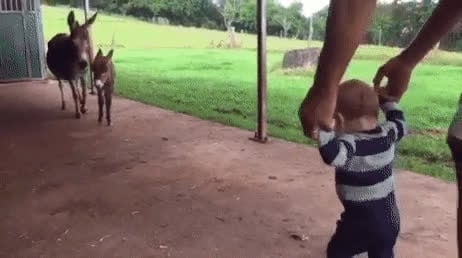 baby donkey meets baby human